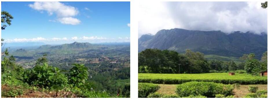 Tea plantations on Mount Mulanje