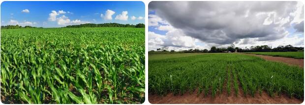 Barbados Agriculture