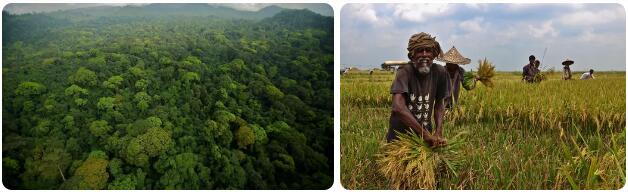 Equatorial Guinea Agriculture